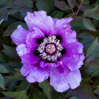 Paeonia Rockii - Flare Vintage - Peony - in Bud & Bloom