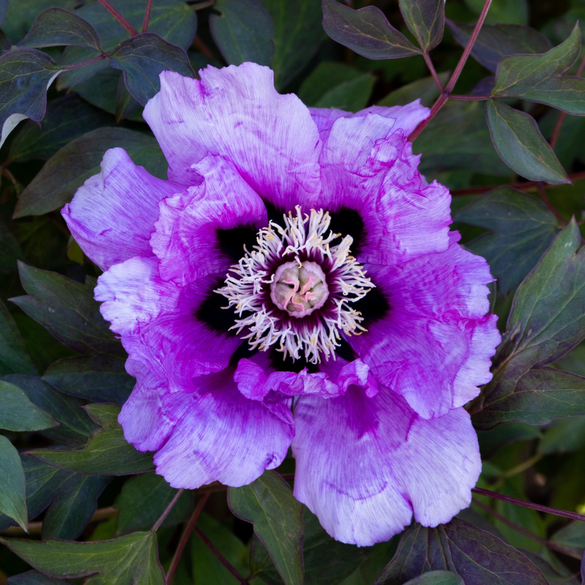 Paeonia Rockii - Flare Vintage - Peony - in Bud & Bloom