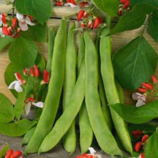 Runner Bean Painted Lady