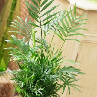 Chamaedorea Elegans - Parlour Palm