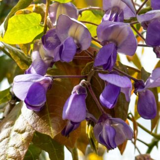 Patio Standard Wisteria - Circa 100cm