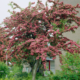 Crataegus x Media 'Pauls Scarlet' - Double Crimson Flowering Hawthorn - Circa 2m Tall