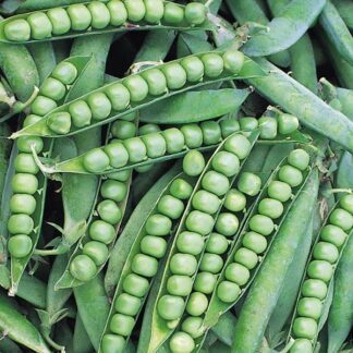 Pea Plant Alderman (Maincrop)