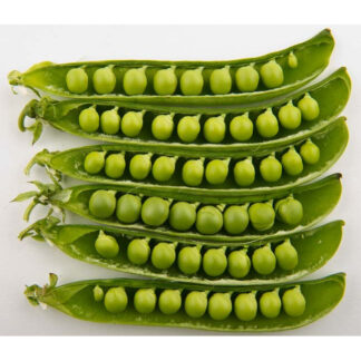 Peas 'Petit Pois'