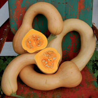 Pennsylvania Dutch Crookneck Squash