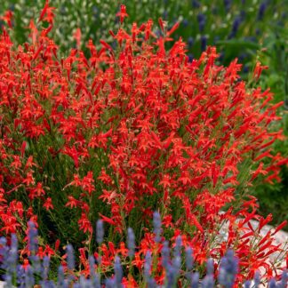 Penstemon Pinifolius - Pineleaf Penstemon