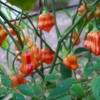 Chilli Pepper Plant 'Zebrange'