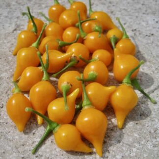 Chilli Pepper Plant 'Biquinho Yellow'