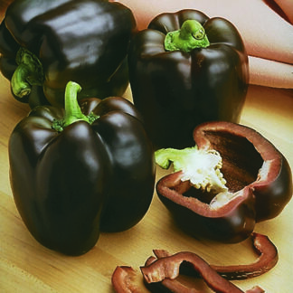 Sweet Pepper 'Sweetonia Chocolate'