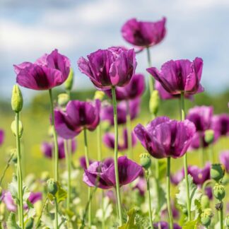 Poppy Plant 'Hungarian Blue' - Papaver Somniferum
