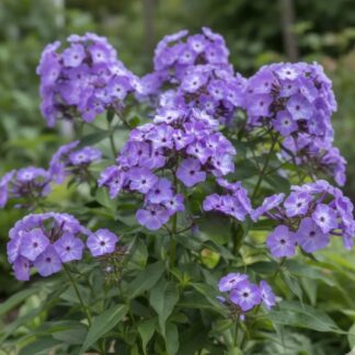 Phlox Paniculata Blue Boy
