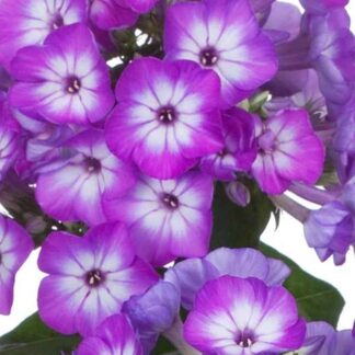 Phlox Paniculata Purple Eye Flame