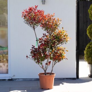 Photinia 'Red Robin' - Pom Pom Topiary Tree - Large Specimen - Circa 160-180cm