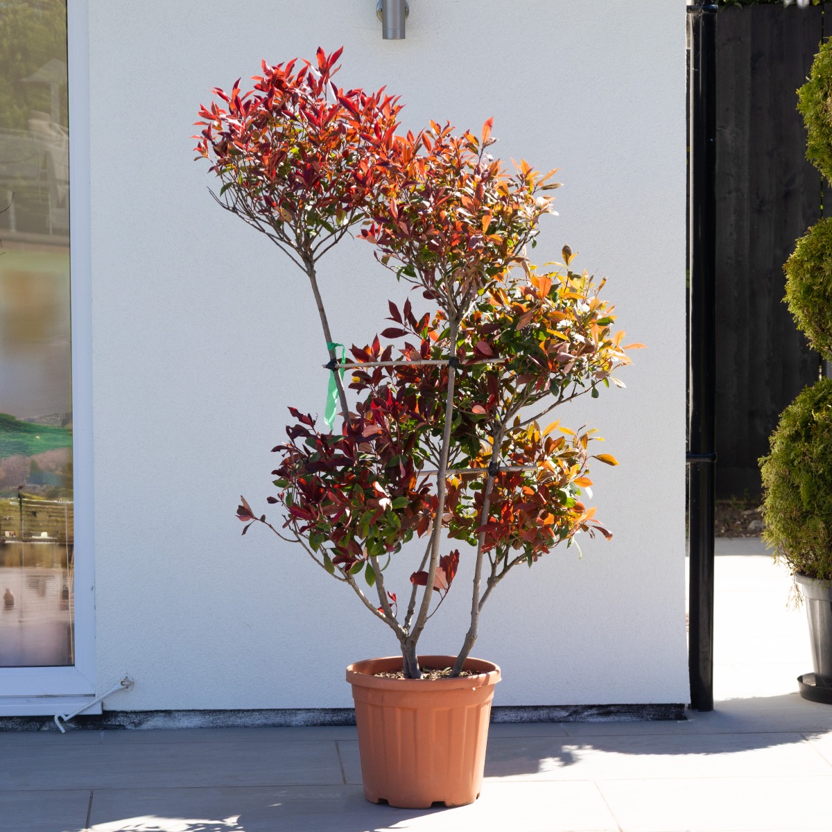 Photinia 'Red Robin' - Pom Pom Topiary Tree - Large Specimen - Circa 160-180cm