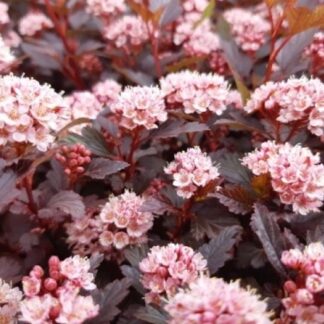 Physocarpus Opulifolius Little Joker - Ninebark