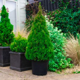 Picea Glauca Conica - Dwarf Alberta Spruce - Extra Large Circa 120-150cm Specimen