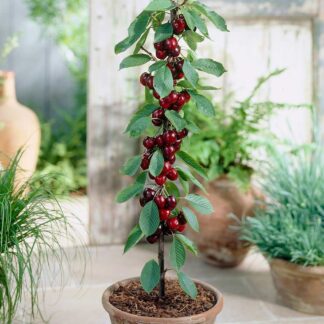 Cherry - Prunus Avium Regina - Patio Pillar Fruit Tree