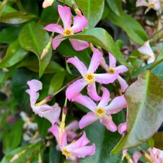 Trachelospermum Jasminoides Pink Showers - Pinky Wings Star Jasmine Plant - Large Specimen Climber - Circa 200-240cm