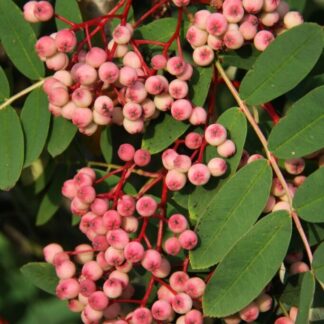Sorbus Pseudohupehensis 'Pink Pagoda' - Hupeh Rowan Tree - Circa 2m Tall