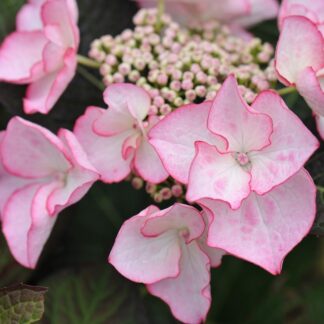 Hydrangea Macrophylla 'Sheila'