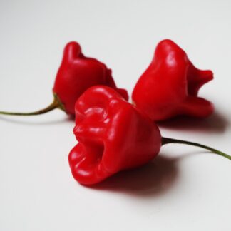 Chilli Pepper Plant 'Bishop's Crown'