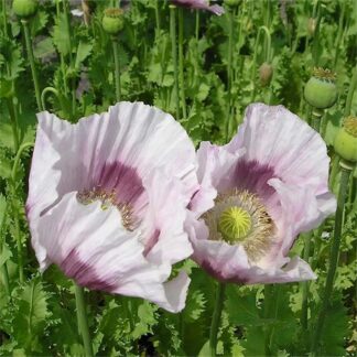 Poppy Plant 'Maanzaad' - Papaver Somniferum