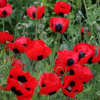 Poppy Plant 'Ladybird' - Papaver Commutatum