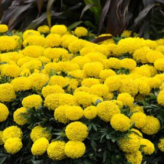 African Marigold - Tagetes Erecta 'Sierra Gold'