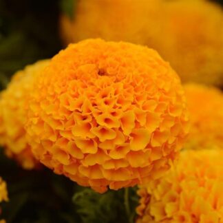African Marigold - Tagetes Erecta 'Sierra Orange'