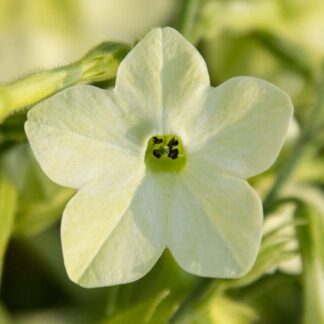 Nicotiana Lime Green