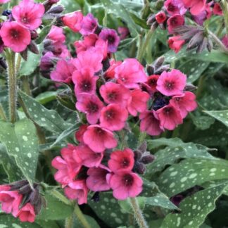 Pulmonaria 'Lisa Marie' - Lungwort - in Bud & Bloom