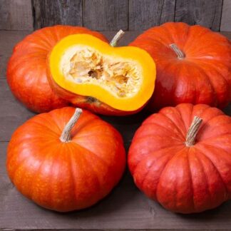 Pumpkin Plant Rouge Vif D'Etampes - Cinderella Pumpkin