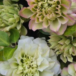 Clematis 'Spring Passion'