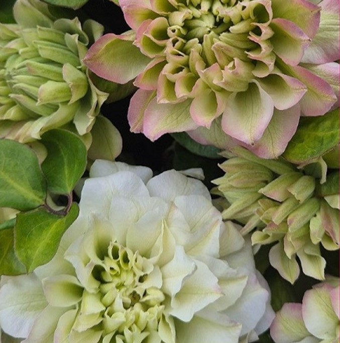 Clematis 'Spring Passion'