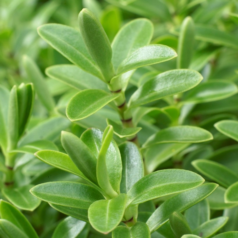 Hebe 'Rakaiensis' - Veronica Plant
