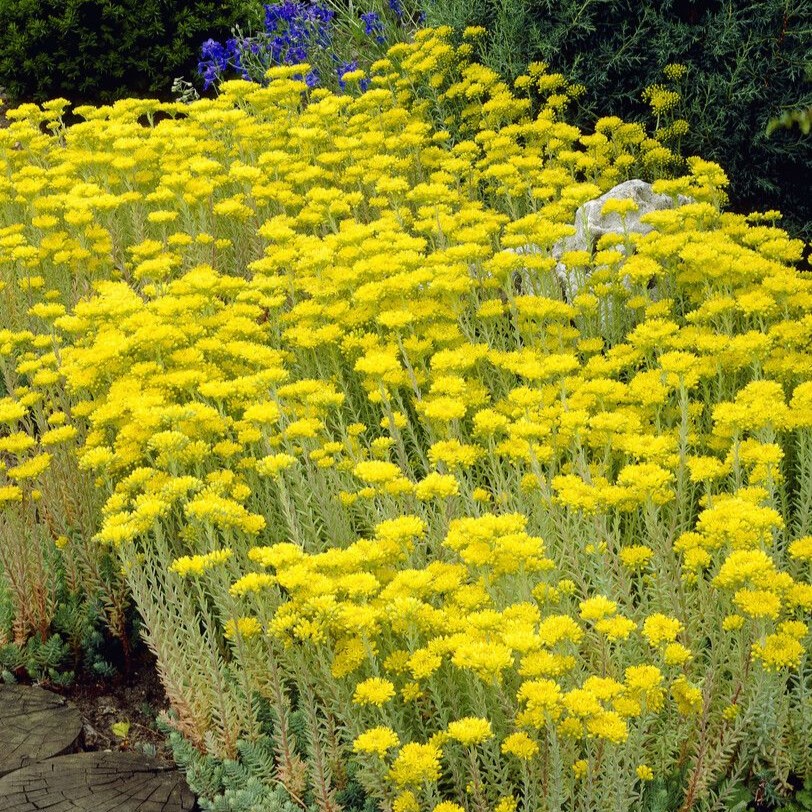 Sedum Reflexum