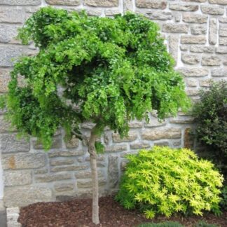 Robinia Pseudoacacia Umbraculifera - Twisty Baby - False Acacia - Lace Lady Standard Tree