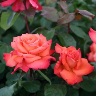 Pair of Large Standard Rose Trees Christopher Columbus