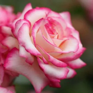 Pair of Large Standard Rose Trees - 'Laminuette'