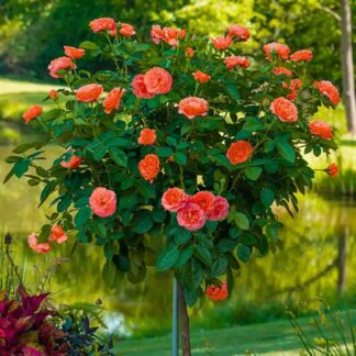 Pair of Large Standard Rose Trees - Lady Belgrade