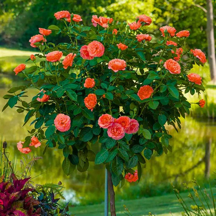 Pair of Large Standard Rose Trees - Lady Belgrade