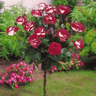 Pair of Large Standard Rose Trees - Osiria