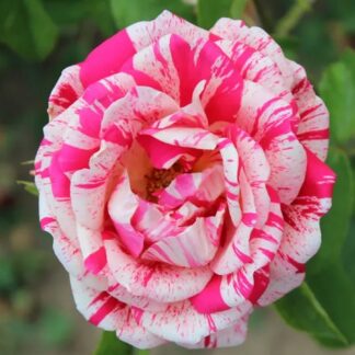 Pair of Large Standard Rose Trees - Raspberry Ripple - Papageno Rose Trees