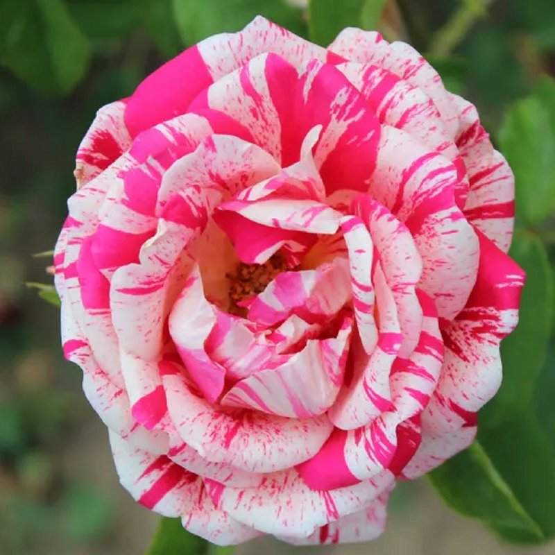 Pair of Large Standard Rose Trees - Raspberry Ripple - Papageno Rose Trees
