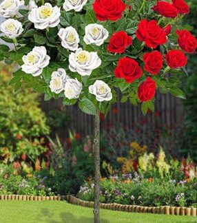Pair of Large Standard Rose Trees - Scarlet Edelweiss - Weeping Rose Tree