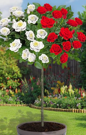 Pair of Large Standard Rose Trees - Scarlet Edelweiss - Weeping Rose Tree