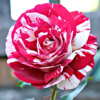 Pair of Large Standard Rose Trees - Julio Iglesias - Scented Floribunda Rose