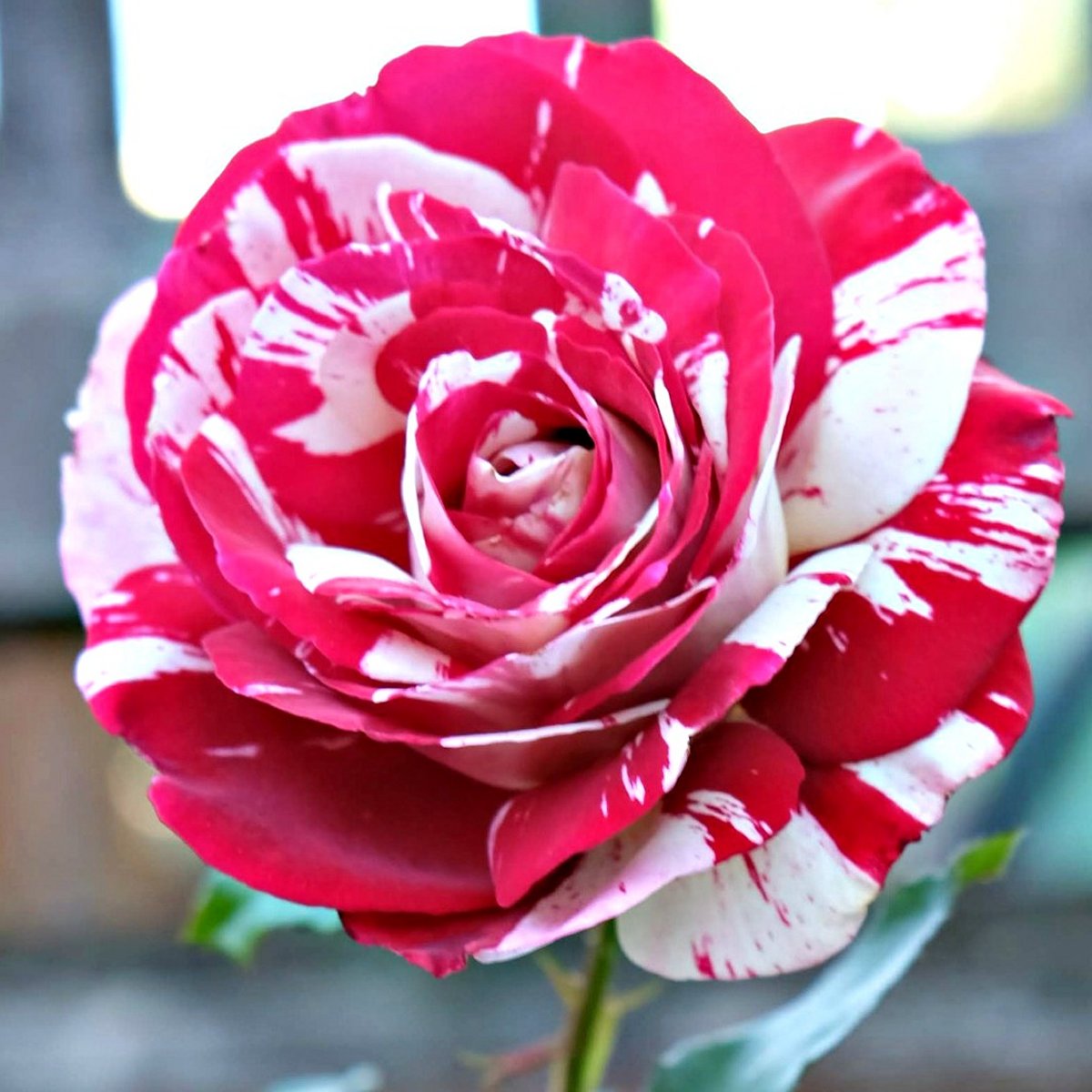 Pair of Large Standard Rose Trees - Julio Iglesias - Scented Floribunda Rose
