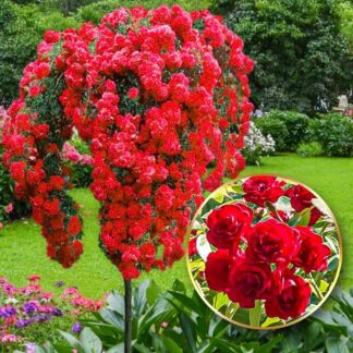 Pair of Large Standard Rose Trees - Scarlet Weeping