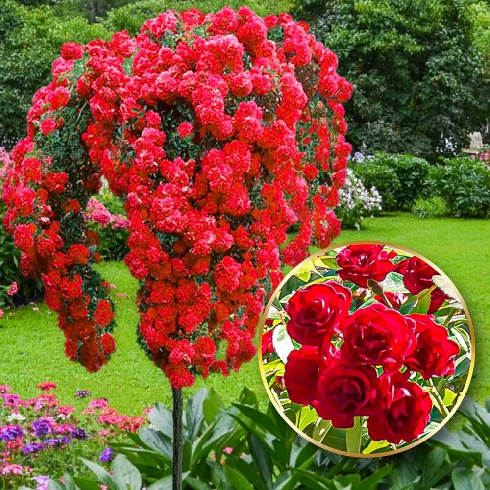 Pair of Large Standard Rose Trees - Scarlet Weeping